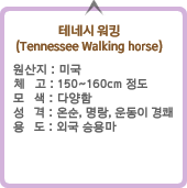 ׳׽ ŷ (Tennessee Walking horse) :ϴܳ