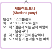Ʋ  (Shetland pony) :ϴܳ