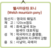 øƾ  (Welsh mountain pony) :ϴܳ
