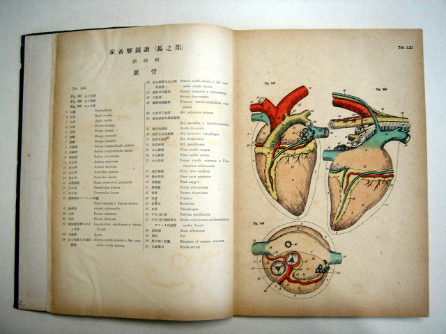 غε(ʫ-ةݻ) Horse Anatomical Chart 