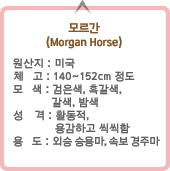 모르간 (Morgan Horse) 설명:하단내용참고